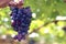 Purple red grapes with green leaves on the vine growing in vineyard