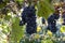 Purple red grapes with green and yellow leaves on the vine. fresh fruits. Selective focus