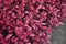 Purple red leaves of Iresine herbstii