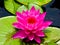 Purple red lotus flowering