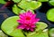 Purple red lotus flowering