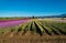 Purple; red; pink and yellow snap dragons blooming in a field