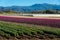 Purple; red; pink and yellow snap dragons blooming in a field