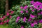 Purple and red rhododendrons