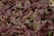 PURPLE OR RED SORREL rumex purpurea