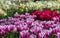 Purple and red tulips with white daffodils