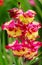 Purple, red and yellow flowering gladiolus