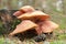 Purple or Reddish Wood Knight, Tricholomopsis rutilans