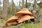 Purple or Reddish Wood Knight, Tricholomopsis rutilans