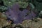 purple rhinopias eschameyeri weedy scorpionfish closep in the bottom of a sea