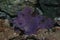 purple rhinopias eschameyeri weedy scorpionfish closep in the bottom of a sea