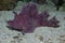 purple rhinopias eschameyeri weedy scorpionfish closep in the bottom of a sea