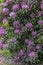 Purple Rhododendron Bushes in mass.