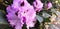 Purple Rhododendron catawbiense flower
