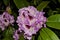 Purple rhododendron in close-up