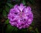 Purple Rhododendron Flower cover in Raindrops