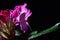 Purple Rhododendron flower with extended stamen and drops of water on petals and leaves sunbathing on spring sun, black background