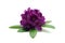 Purple Rhododendron flower heads on white isolated background