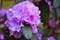 Purple rhododendron flower or Rhododendron catawbiense closed up with blurred background