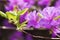 Purple Rhododendron flowers