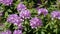 Purple rhododendron flowers,Germany