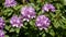 Purple rhododendron flowers, Germany