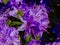 Purple rhododendron flowers, selective focus Ericaceae