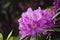 Purple rhododendron in spring