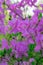 Purple Rhododendron wadanum flowers in the garden