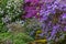 Purple rhododendrons full frame texture lush greenery garden