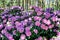 Purple rhododendrons with yellow in the middle of the flowers