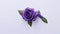 Purple ribbon rose on pastel white background. Flat lay, top view