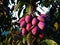 Purple, ripe plum fruits on a branch with leaves on the tree, plums almost ready to harvest. At sunset, a different color