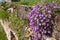 Purple rock cress Aubrieta with flowers at a wall