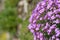 Purple rock cress Aubrieta with violet flowers