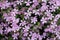 Purple rock cress flowers in close up