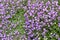 Purple rockcress flowers in fullframe background.