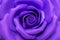 Purple rose