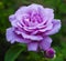 Purple rose bloomed in the garden