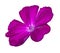 Purple rose campion or dusty miller Silene coronaria flower isolated
