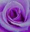 Purple Rose Dotted Vector Illustration