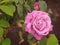 Purple Rose flower. Summer colours.