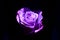 A purple rose in the foreground