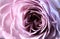 Purple Rose. The middle of the flower.