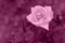 Purple rose painting