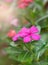 Purple Rose Periwinkle in Flower Garden