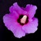 Purple Rose of Sharon Flower Isolated on Black Background