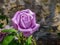 Purple rose - single purple rose in the garden, close up