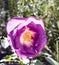 Purple rose with tiny wasp