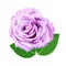 Purple rose with water drop and leaves illustration, flower